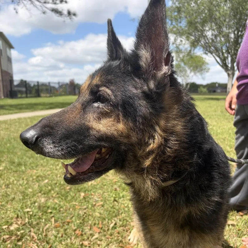 An adult large-sized female Black German Shepherd Dog dog named Matilda for adoption in Stephens City, VA