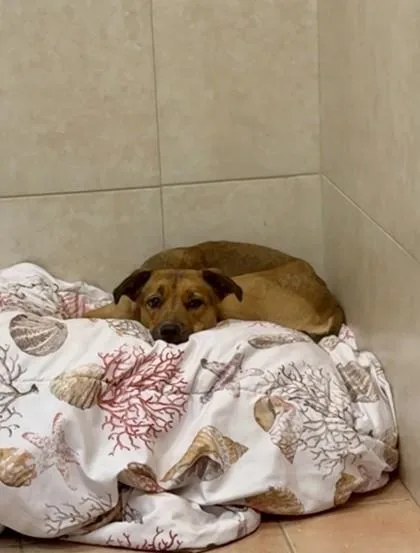An adult medium-sized female Mixed Breed dog named Miso for adoption in North Miami Beach, FL