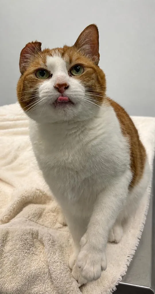 An adult large-sized male Domestic Short Hair cat named Percy for adoption in Saint Paul, MN