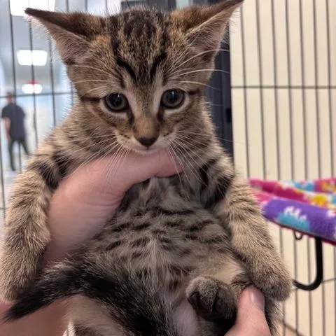 A baby small-sized male Domestic Short Hair cat named Smores for adoption in Fort Smith, AR