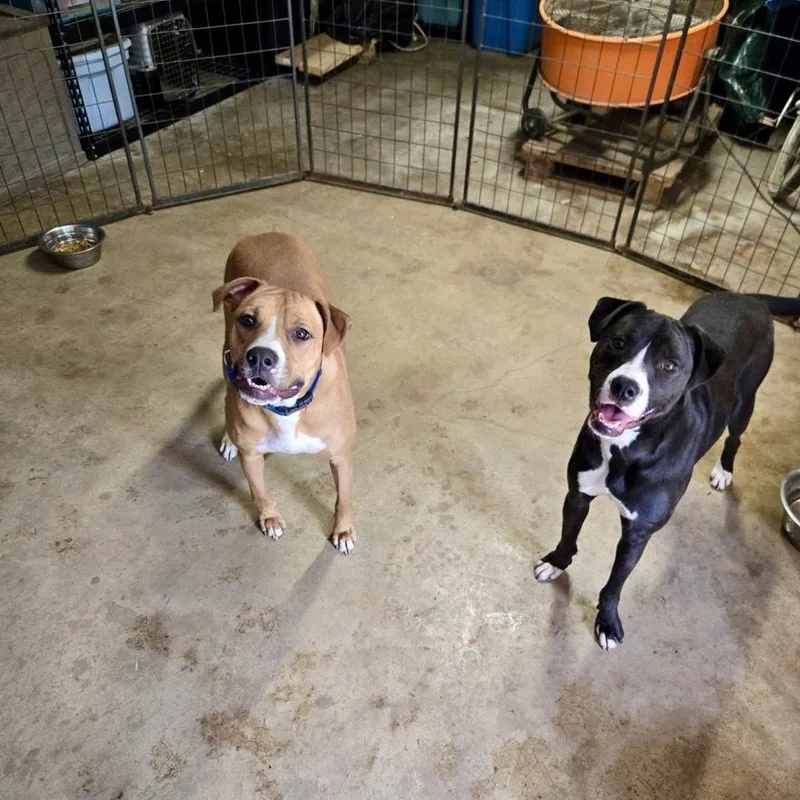 A young medium-sized male Black American Staffordshire Terrier dog named Sammy Davis for adoption in Houston, TX