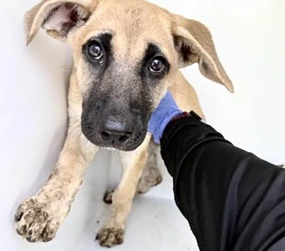 An adult small-sized female Belgian Shepherd / Malinois dog named A for adoption in Houston, TX