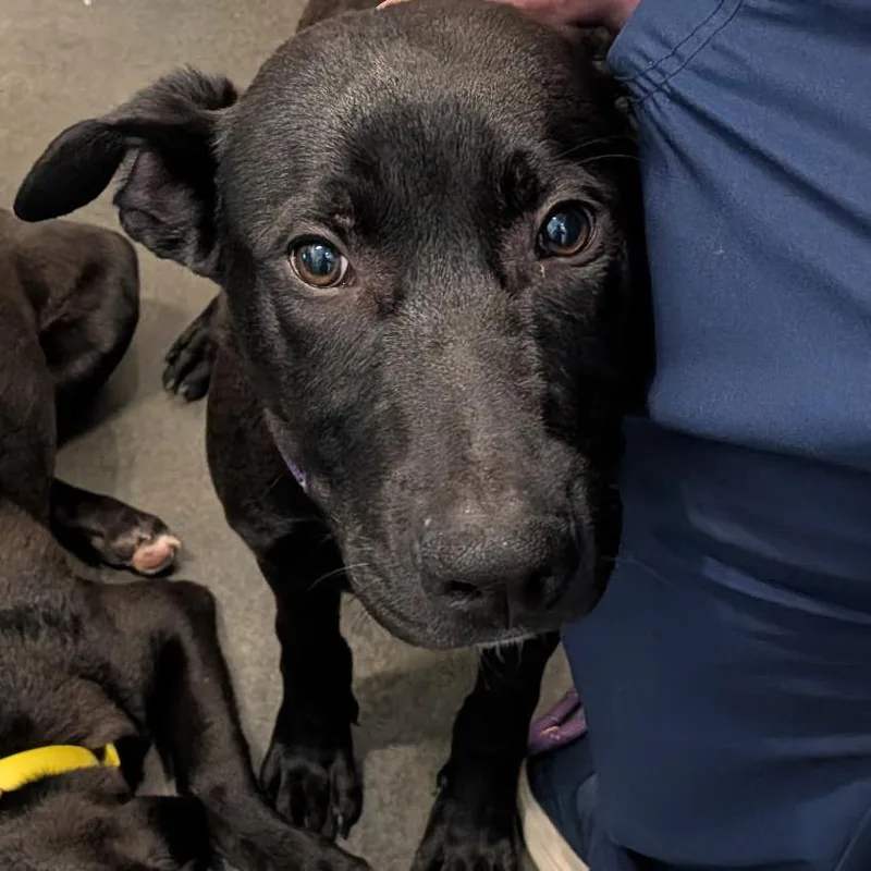 A baby medium-sized male Pit Bull Terrier dog named King for adoption in Idaho Falls, ID