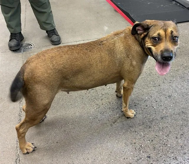 An adult large-sized female Boxer dog named Gloria for adoption in Mesa, AZ