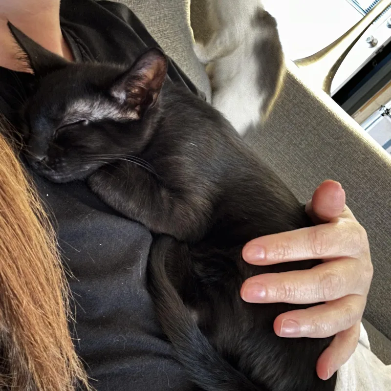 A baby small-sized male Black Domestic Short Hair cat named Hubba Bubba for adoption in Warminster, PA