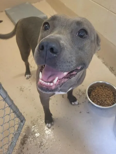 A young medium-sized female Pit Bull Terrier dog named Ic Talia for adoption in Lawrenceville, GA