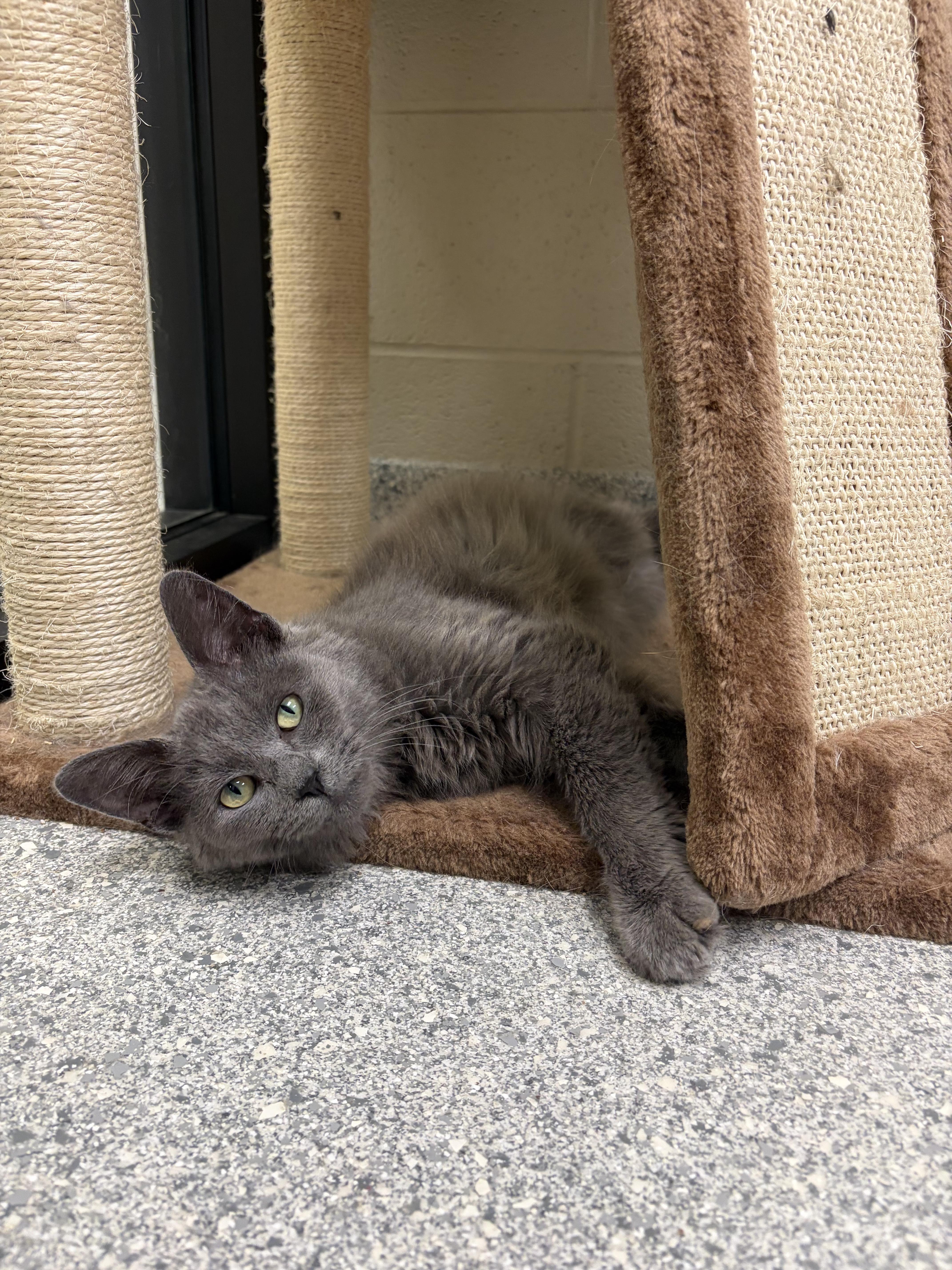 An adult medium-sized male Gray / Blue / Silver Domestic Medium Hair cat named Dusky for adoption in Valparaiso, IN