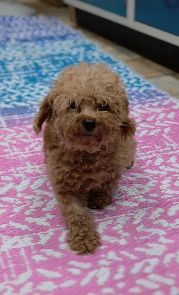 A senior small-sized male Poodle dog named Bailey for adoption in Neillsville, WI