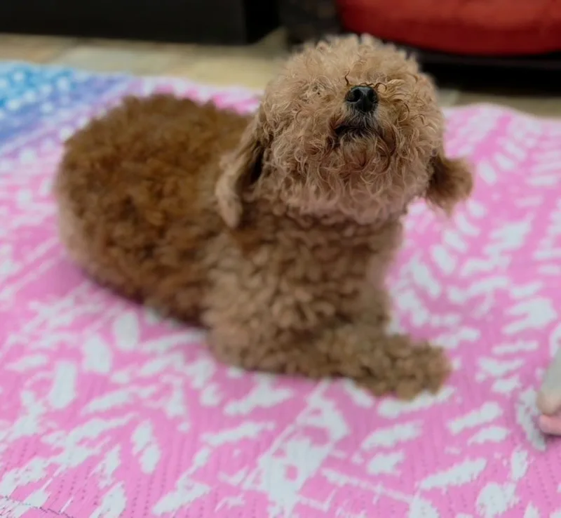 Bailey thumbnail 3
