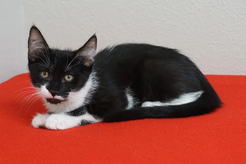 A baby small-sized male Domestic Short Hair cat named Astro for adoption in Fountain Hills, AZ