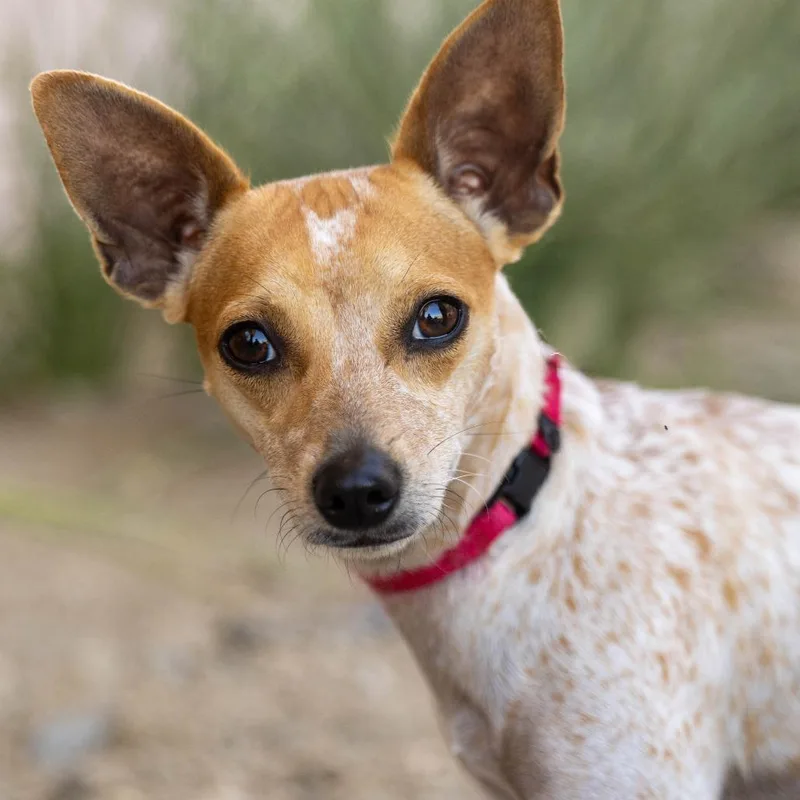 An adult small-sized female White / Cream Mixed Breed dog named Mina for adoption in Palm Springs, CA
