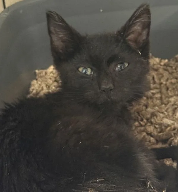 A baby small-sized male Domestic Long Hair cat named Ratatouille for adoption in Salisbury, MD