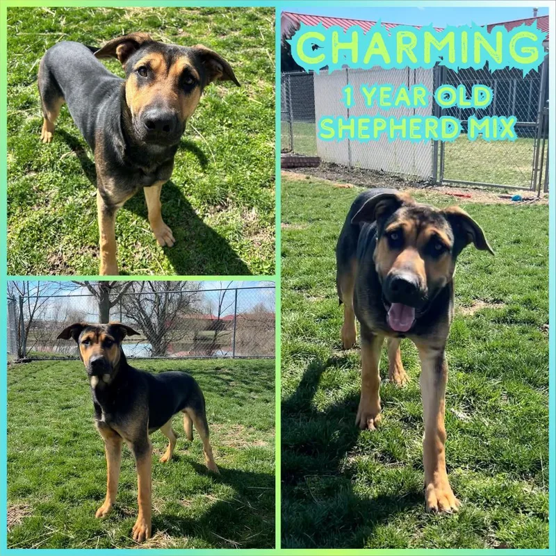 An adult large-sized male Black Shepherd dog named Charming for adoption in Franklin, IN