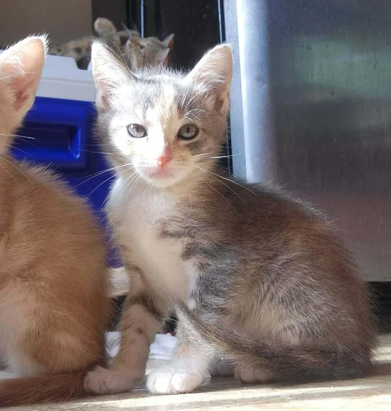 A baby medium-sized female Domestic Short Hair cat named Mochi for adoption in Candler, NC