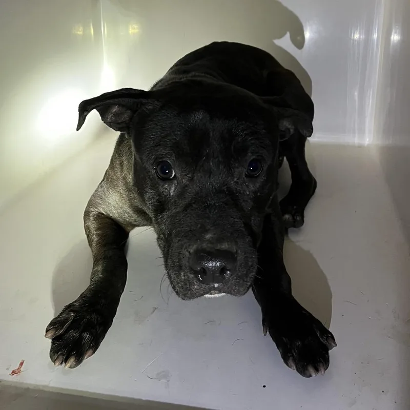 A young medium-sized male Black Mixed Breed dog named Swoopy for adoption in Chattanooga, TN