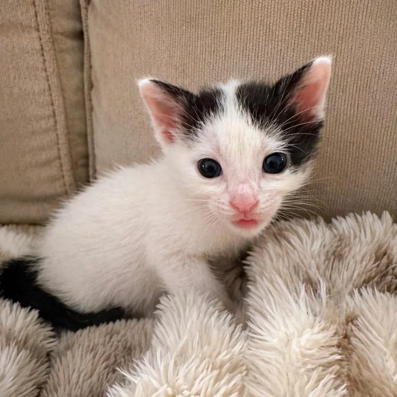 A baby small-sized male White Domestic Short Hair cat named Dash for adoption in Missouri City, TX