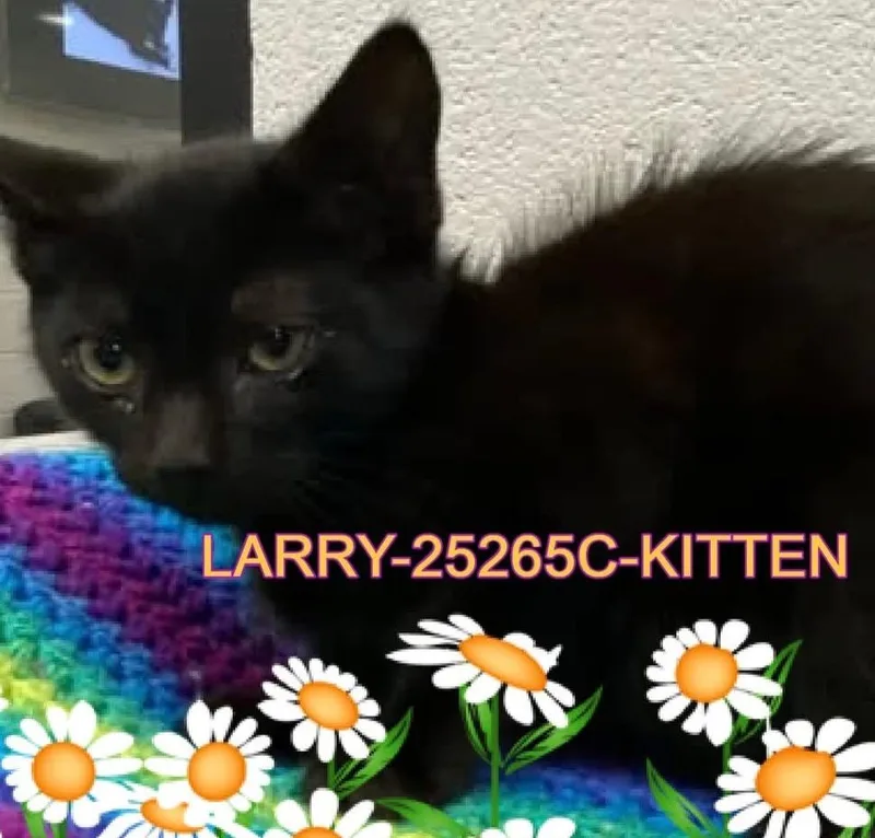 A baby large-sized male Domestic Medium Hair cat named Larry for adoption in Dalton, GA