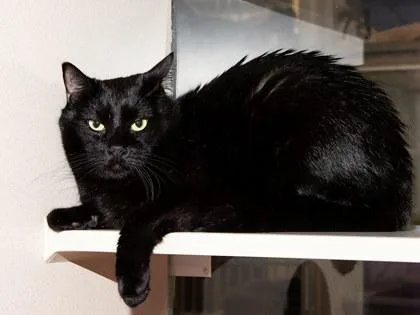 An adult medium-sized male Domestic Short Hair cat named Cyrus for adoption in Longmont, CO