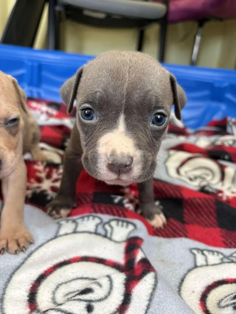 A baby small-sized male American Bulldog dog named Love Rosie for adoption in Lakeland, FL