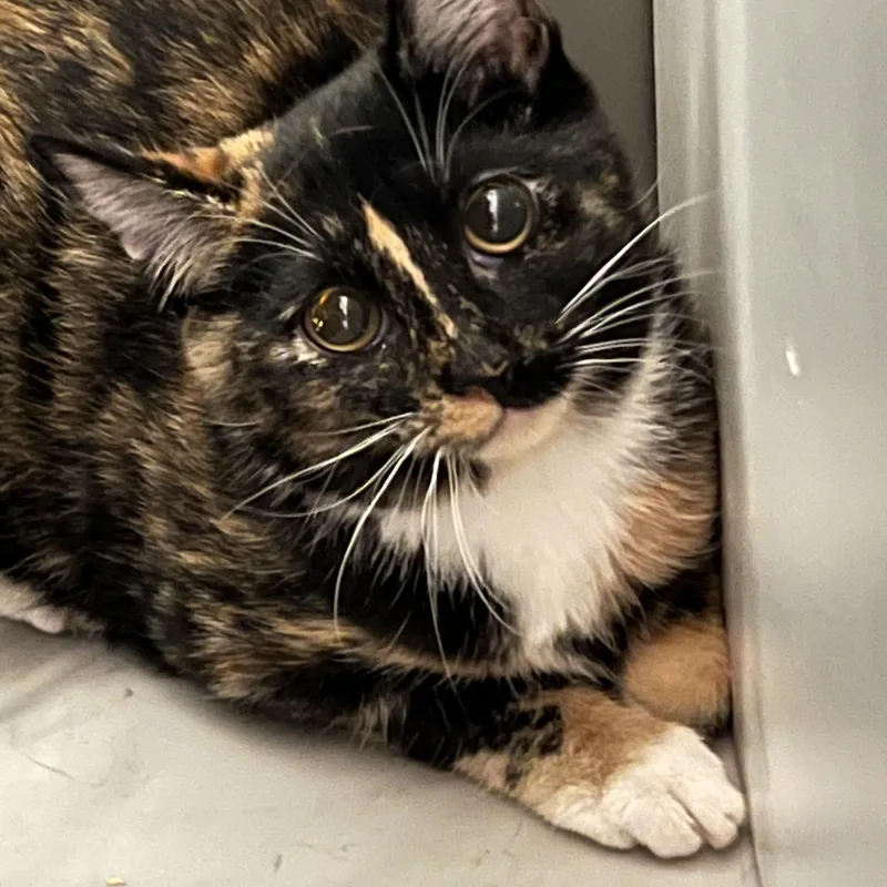 A young medium-sized male Calico Tortoiseshell cat named Rocky for adoption in Mesa, AZ