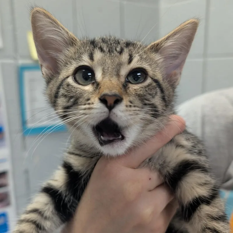 A baby small-sized female Gray / Blue / Silver Domestic Short Hair cat named Sprinkles for adoption in West Olive, MI