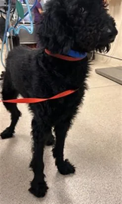 An adult medium-sized male Poodle dog named Brian for adoption in Riverside, CA