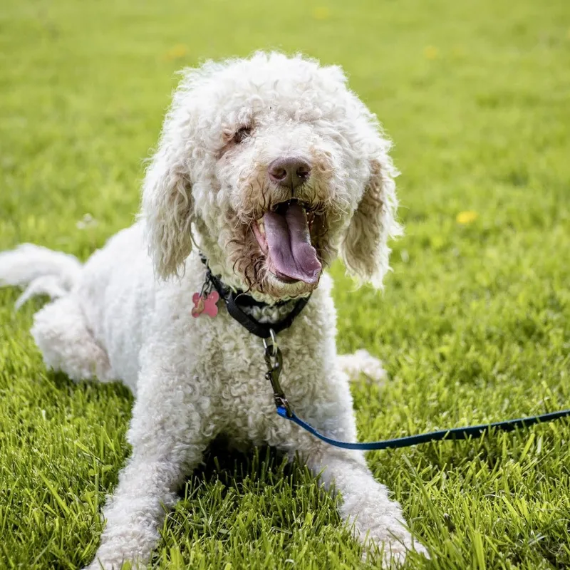 An adult large-sized male Standard Poodle dog named Jax for adoption in Valparaiso, IN