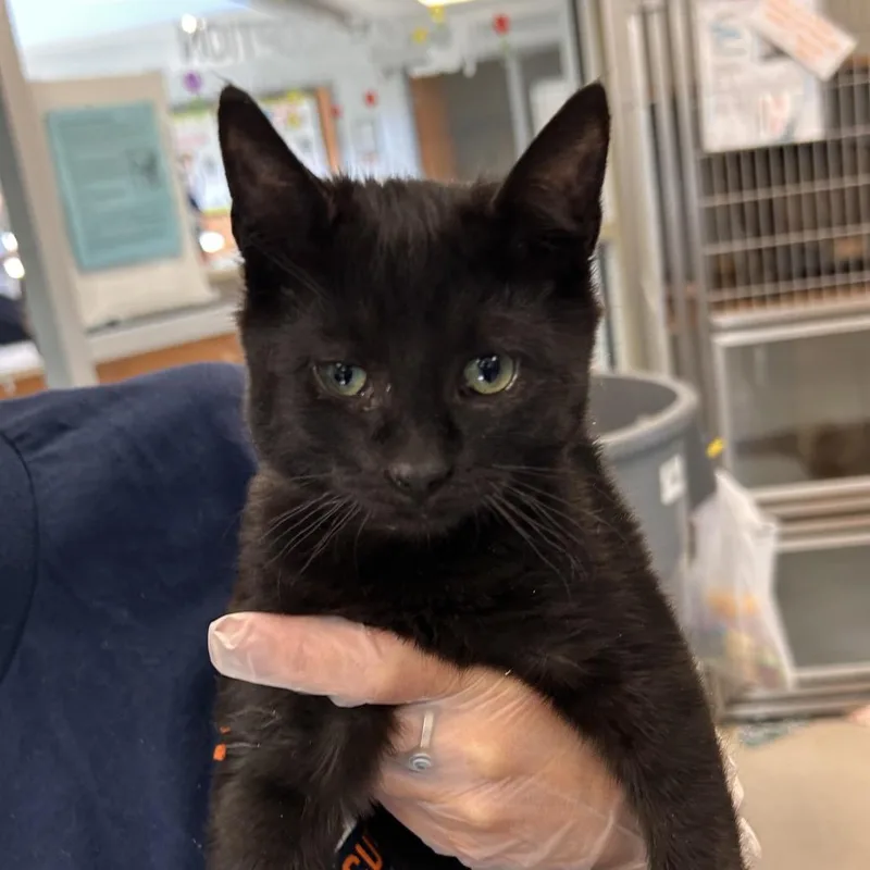 A baby small-sized male Black Domestic Short Hair cat named Mr. Clean for adoption in Birdsboro, PA