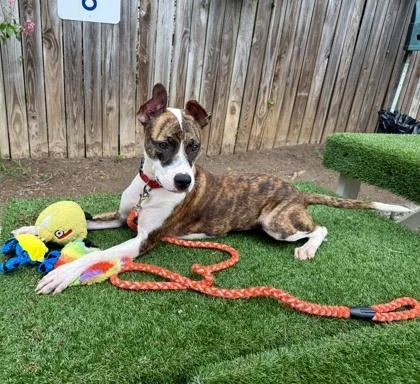 A young medium-sized female Mixed Breed dog named Molly for adoption in Washington, DC