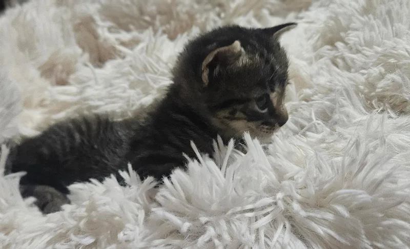 A baby small-sized female Domestic Short Hair cat named Belle for adoption in Plano, TX