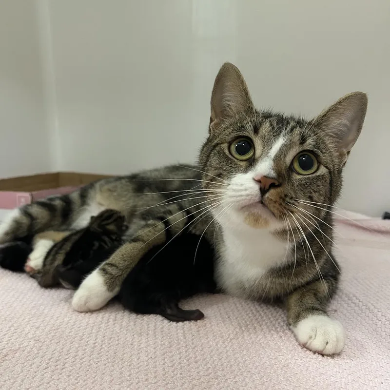 An adult medium-sized female Brown / Chocolate Domestic Short Hair cat named Moonlight for adoption in Charleston, WV