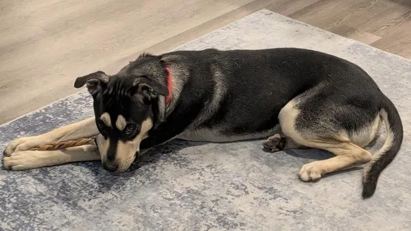 A young large-sized male German Shepherd Dog dog named Simba for adoption in Austin, TX