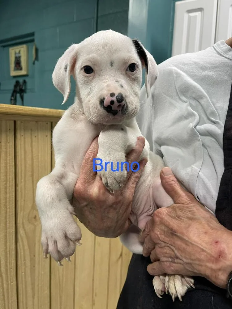 A baby small-sized male Tricolor (Brown, Black, & White) Mixed Breed dog named Bruno for adoption in Chattanooga, TN