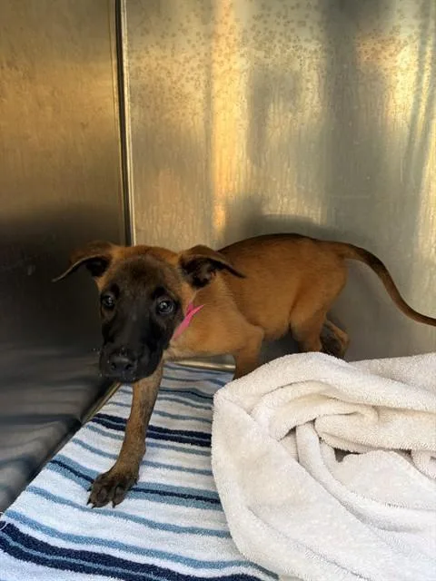 A baby small-sized female Belgian Shepherd / Malinois dog named Cherry for adoption in Moreno Valley, CA
