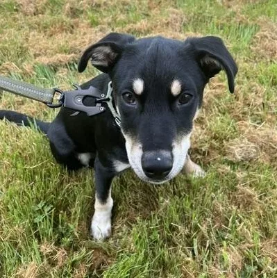 A baby small-sized male Shepherd dog named Major for adoption in Bandera, TX