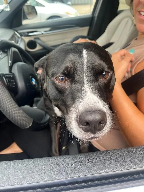 An adult medium-sized male Black Mixed Breed dog named Godzilla for adoption in Cincinnati, OH