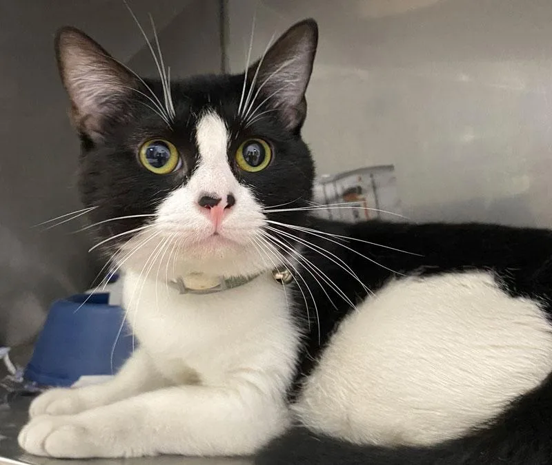 An adult medium-sized male Black & White / Tuxedo Domestic Short Hair cat named Romeo for adoption in Monroe, GA