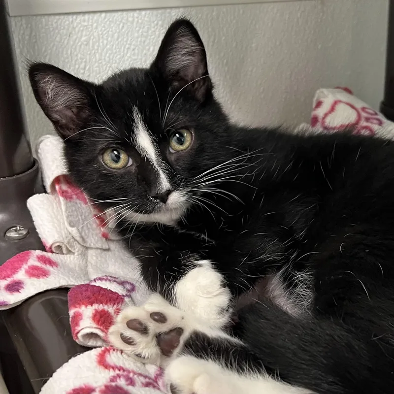 A baby medium-sized male Black & White / Tuxedo Domestic Short Hair cat named Tempest for adoption in Fairmont, MN