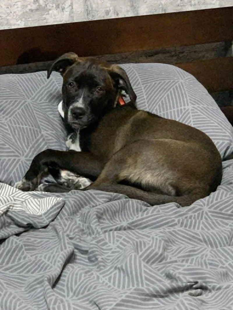 A baby medium-sized female Black Retriever dog named Lily for adoption in Douglas, MA