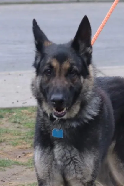 A young large-sized male Mixed Breed dog named Arlo for adoption in Walla Walla, WA