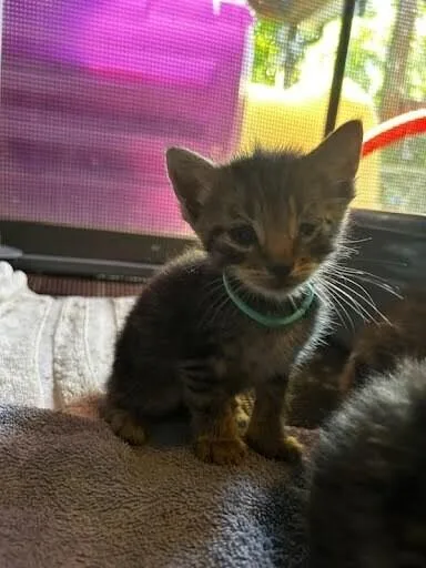 A young medium-sized male Tabby (Brown / Chocolate) Domestic Short Hair cat named Teeny for adoption in Cincinnati, OH