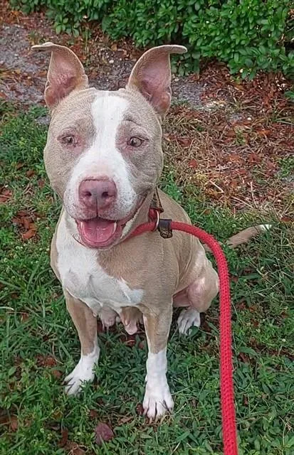 An adult large-sized female American Staffordshire Terrier dog named Lulu for adoption in Fort Lauderdale, FL