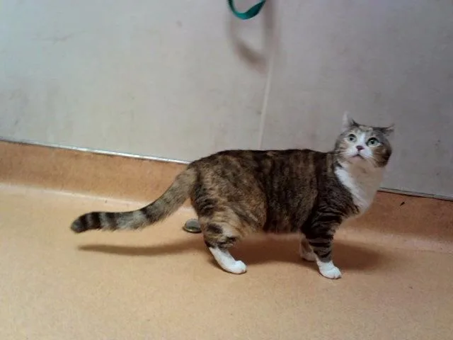 An adult large-sized female Domestic Short Hair cat named Zoey for adoption in Martinez, CA