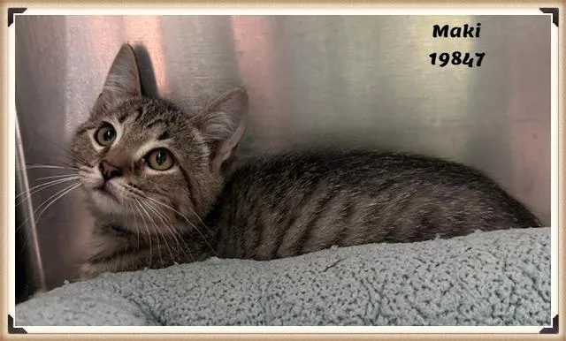 A baby medium-sized male Tabby (Gray / Blue / Silver) Domestic Short Hair cat named Maki for adoption in Marietta, GA