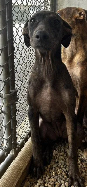 A young medium-sized female Catahoula Leopard Dog dog named Sushi Months for adoption in Sterling, MA