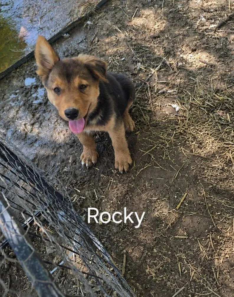 A baby large-sized male German Shepherd Dog dog named Rocky for adoption in Midway, UT