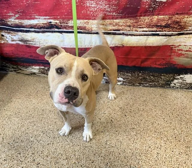 A young large-sized male American Bulldog dog named Timmy for adoption in Miami, FL