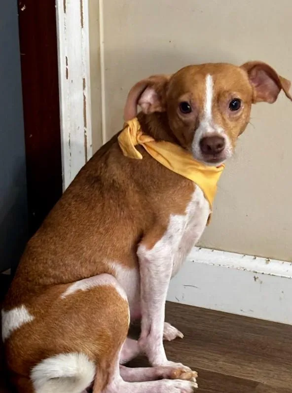 An adult small-sized male Mixed Breed dog named Henry for adoption in Joppa, AL