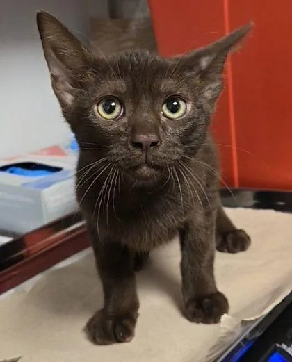 A baby small-sized male Havana cat named Steve Harrington for adoption in Fresno, CA