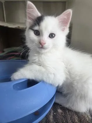 A baby medium-sized male Domestic Short Hair cat named Thimble for adoption in Westland, MI